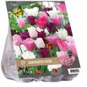 Baltus Urban Flowers Fantastic Four bloembollen per 17 stuks